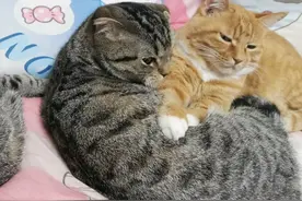 现在才知道，原来母猫不做绝育也可以图片