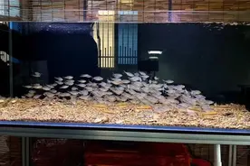 亲自实践，最容易又最适合新手鱼友饲养的几种观赏鱼图片