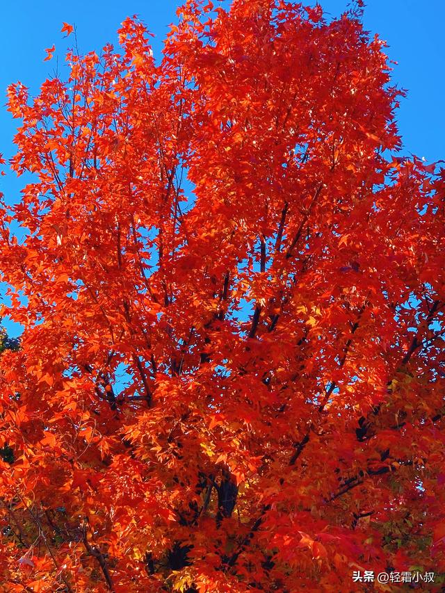 秋霜寒，秋叶艳，秋林醉，在家乡小城，邂逅一场姗姗来迟的秋景
