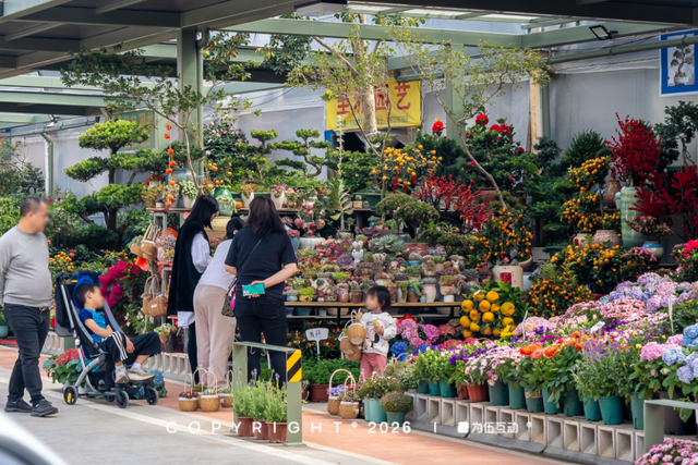 “马”上逛花街！珠海20年老花市焕新登场，新春打卡攻略速收！