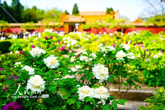 北京：景山公园牡丹进入最佳观赏期