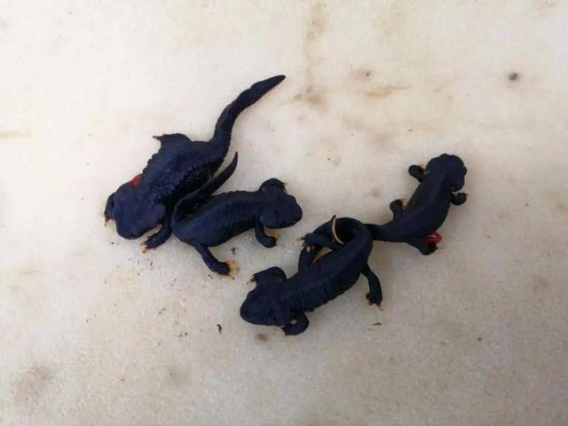 野外仅存600多只！浙江4人徒手抓26只	，价值10多万