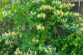 家里有娃必养金银花！6 大隐藏好处太实用，孩子健康颜值双在线图片