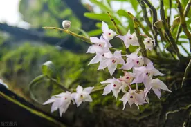 石斛属中药生物碱抗肿瘤药理作用及机制研究进展图片