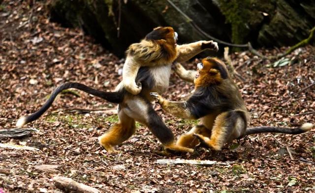 广元不远 周末优选 | 又是紫荆又是奖牌的，唐家河你成功引起了我的注意！