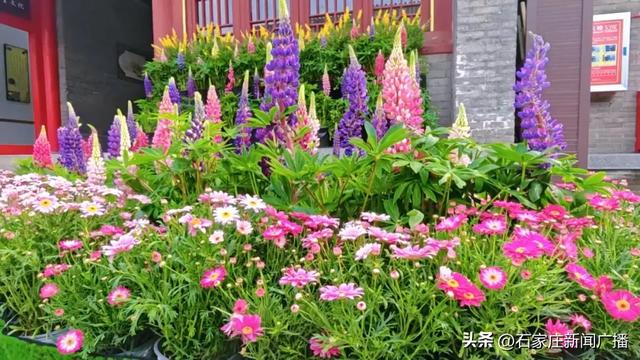 海棠花开了！正定荣国府赏花季上线