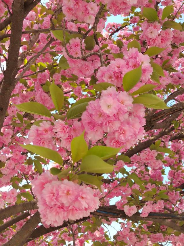 在两当，春天就要Color Walk→