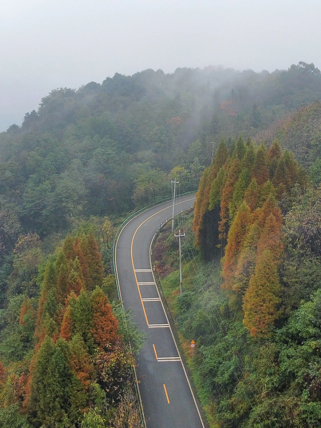 秋日限定！都江堰蒲虹路赏枫，0元小众无路人，快收藏！