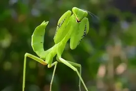 螳螂-益虫界的武林高手图片