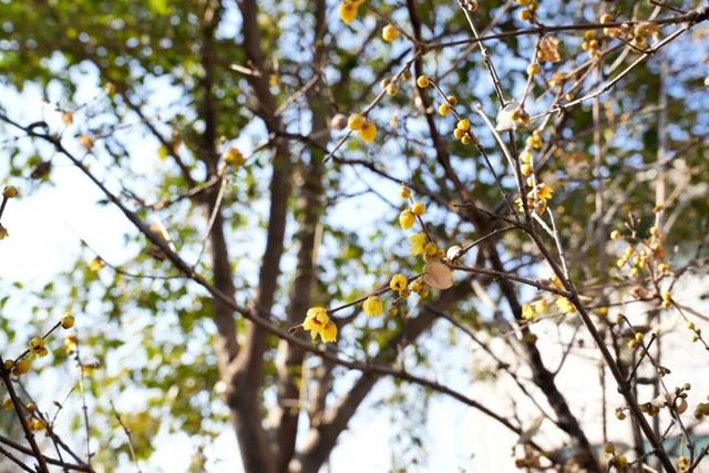 开了！开了！来闻一闻广饶2026年的第一缕花香！