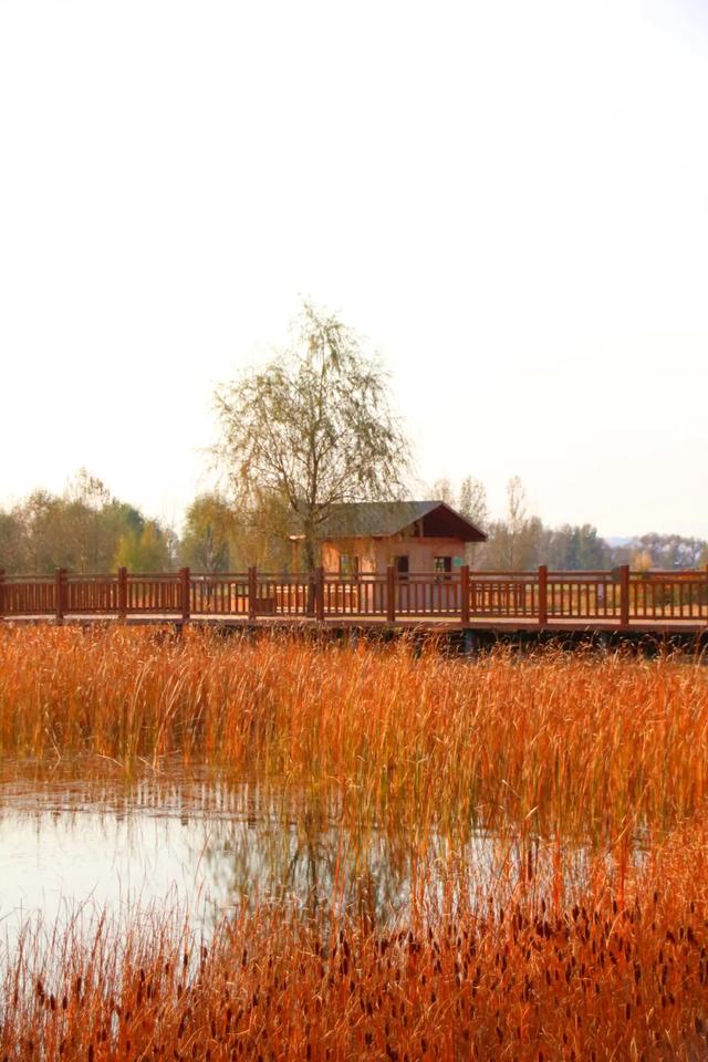 北疆文化 遇鉴赛罕 | 秋色漫卷赛罕:快将秋日打包,赶赴一场赛罕秋约!