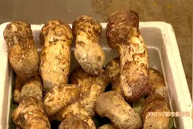 每公斤售价两万元，“头水菌”亮相图片