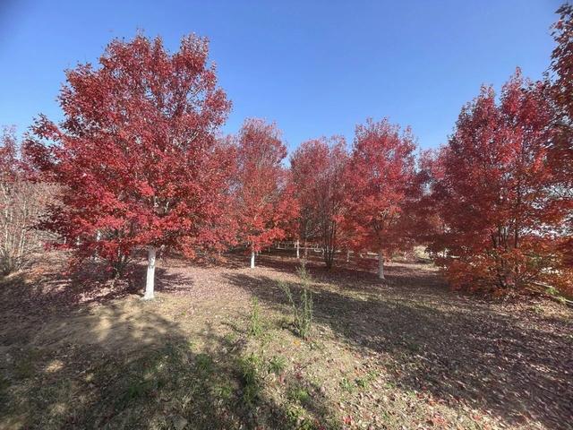 大美六合老虎岗枫叶绝美