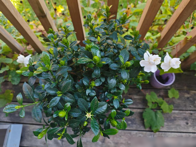 阴花不能进阳宅，家里若有这5种花，请赶紧“搬出去”！