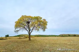 艾华：乡村鸟窝图片