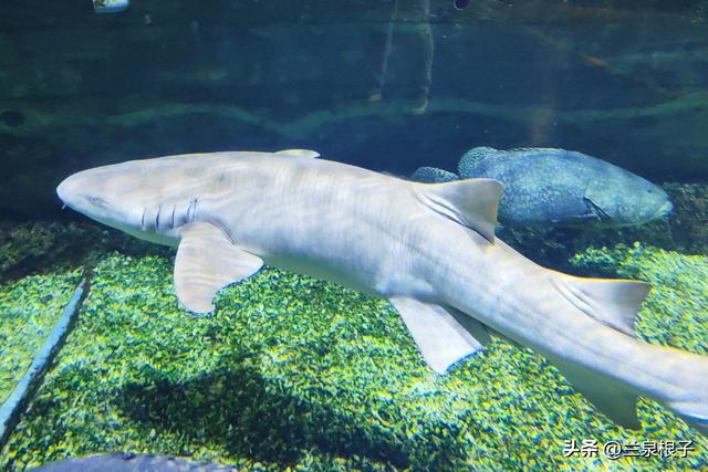 国宝百日庆·萌兽迎新年 兰州野生动物园邀您共赴自然之约