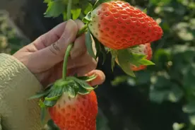 价格腰斩！正大量上市！凌晨现采现摘，老板忙疯：一天500斤都不够卖图片