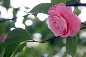 能爱你一辈子的情人，会给你这三种感觉，别不知道图片