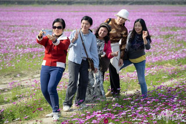 太出片了！中山崖口600多亩格桑花开了