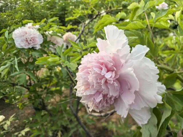 一路繁花向洛阳——游客能欣赏到牡丹四大名品吗？