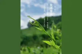 莓茶藤茶｜哪里的莓茶最好最正宗？图片