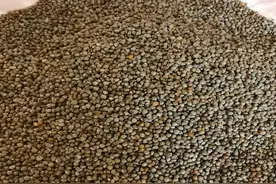 一棵紫苏三味药，阳台种一盆，长势旺盛，吃都吃不完图片