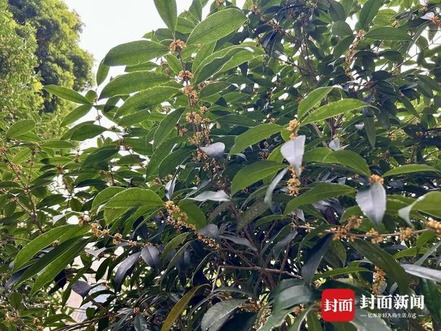 成都第一波开了！PONG࿐香࿐