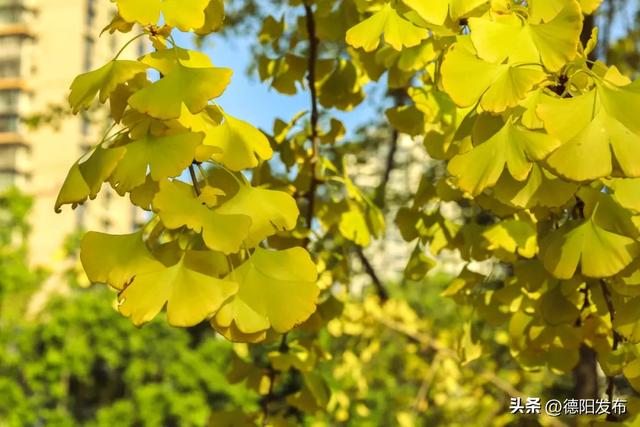 德阳冬季的“顶流”来了！错过等一年……
