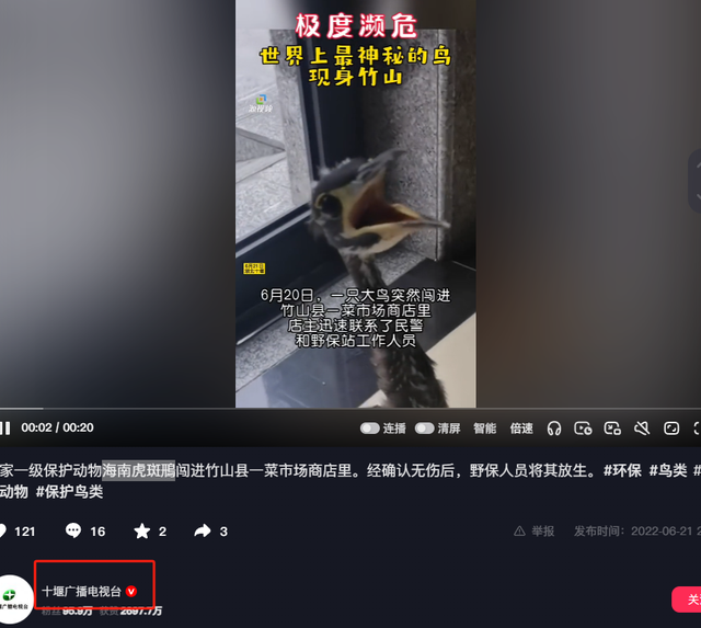极度濒危！极少现身，2022年，湖北菜市场里出现一只