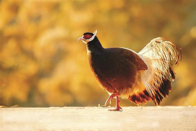 执镜寻秋 入画庞泉