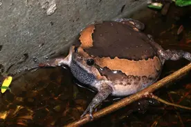 破案了！深圳夜晚的“牛叫声”原来是它→图片