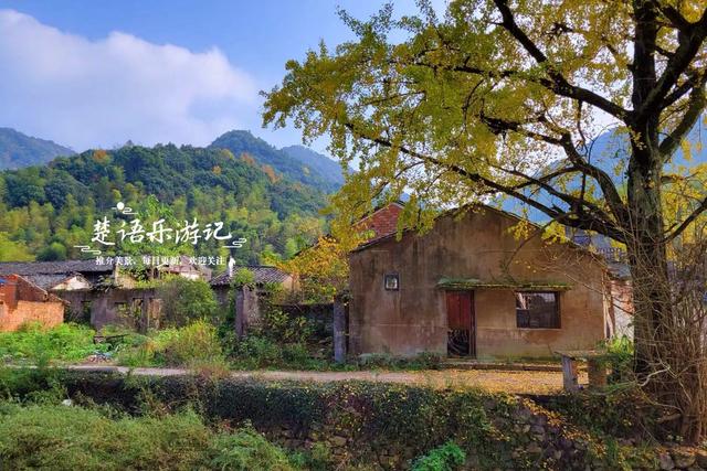 浙江宁波这两处银杏赏地比邻而居，又进入最佳观赏季，拍照很出片