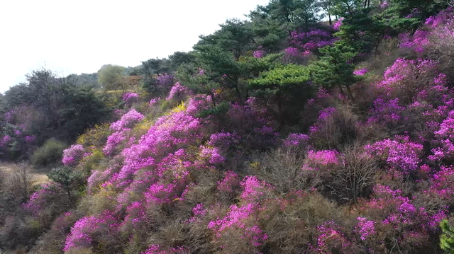 藏不住啦！五莲“兰槿”花火爆全网！