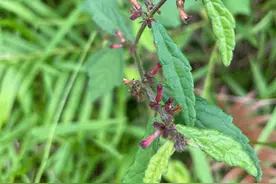 被称为“化石草”的刺蒴麻，其果子虽让人讨厌，但其价值珍贵无比图片