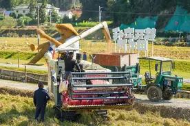 共享菜园兴起：都市农夫有点“田”图片