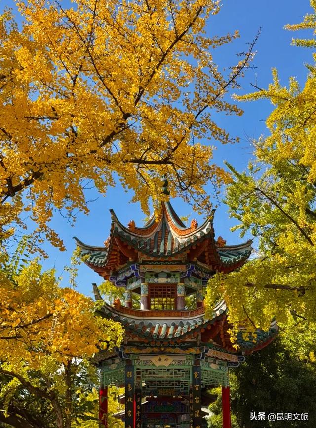 昆明人私藏观鸥地图+观杏!滴滴6折立减35元打车券直接薅