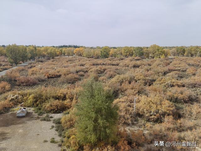 金塔胡杨林