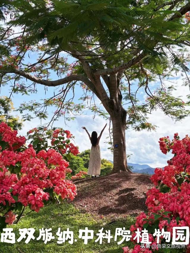 北回归线上的绿宝石：西双版纳的暖冬秘境