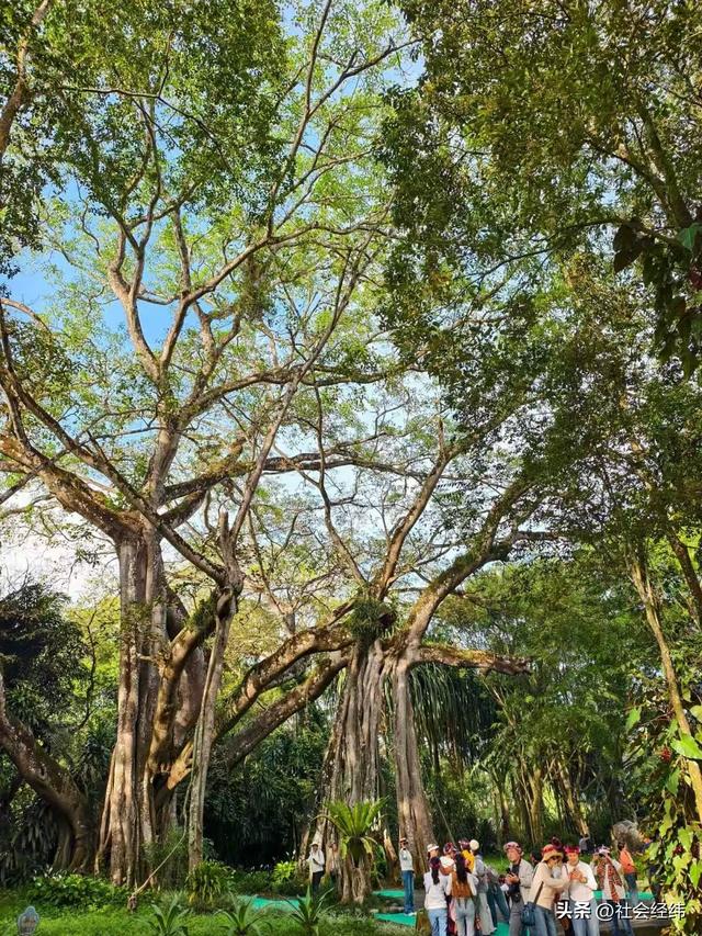 每日一景|百年榕树枝繁叶茂，瑞丽独树自成林海