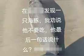 游客在海边要拖走鲸豚类动物尸体，广东一地回应：搁浅后死亡，已进行无公害处理图片