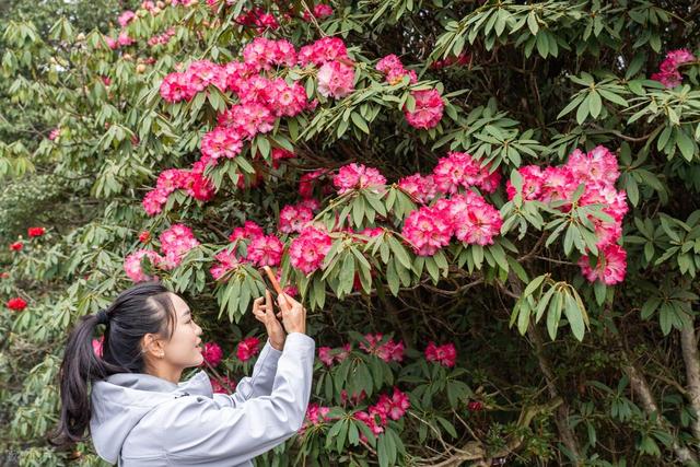被严重低估的贵州毕节：这100多平方公里的杜鹃，不看真的会后悔