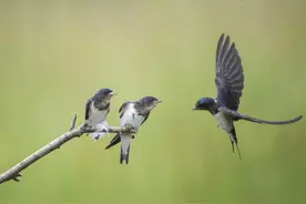 焱字怎么读？是什么意思？火炎焱燚这个词你能想到它的含义吗？图片