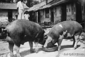 关东名马与美人：从给地主放猪到胡帅督军，大头矮丑穷的权色逆袭图片