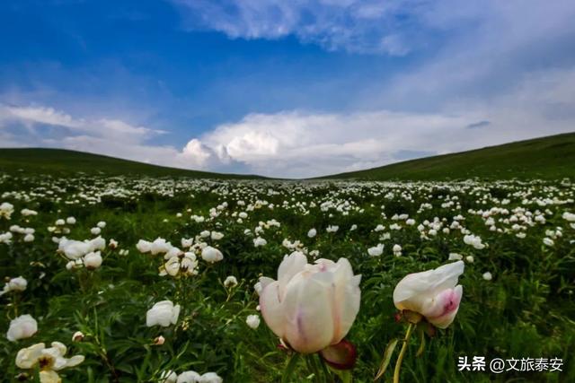 泰山站首发！暑假省内唯一专列带您畅游蒙东，价格行程看这里→