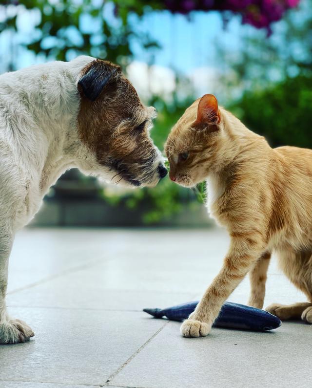 如何有效阻止猫狗大战：15种方法让你的宠物和平共处