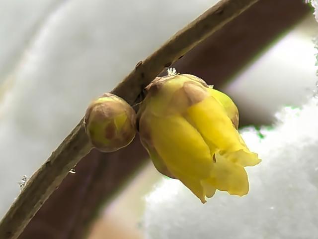 超惊喜——你想要的踏雪寻梅，安排！