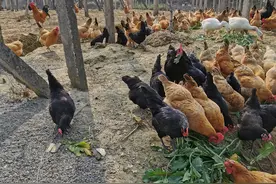 鸡站立不稳、鸡瘫痪的原因有哪些？图片