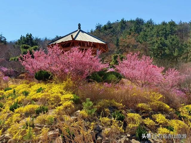 春满赤山 | 玉兰映雪，梅落禅心，赴一场北纬37°的山海花事
