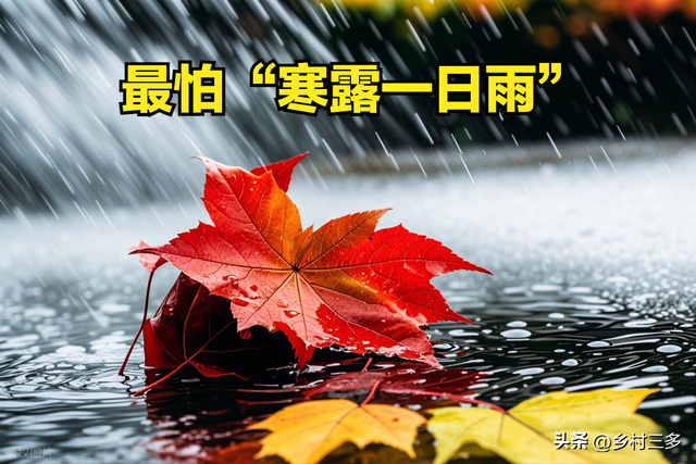 今日寒露，老人说最怕“寒露一日雨”，寒露下雨有啥预兆？