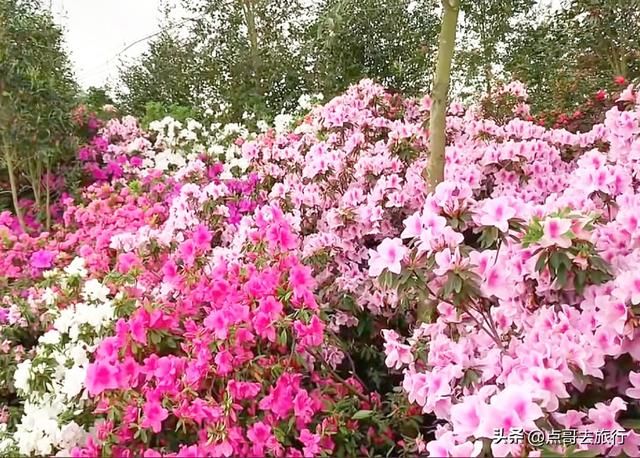 成都公园最大规模杜鹃花开了，200多亩花开成海，不要门票！